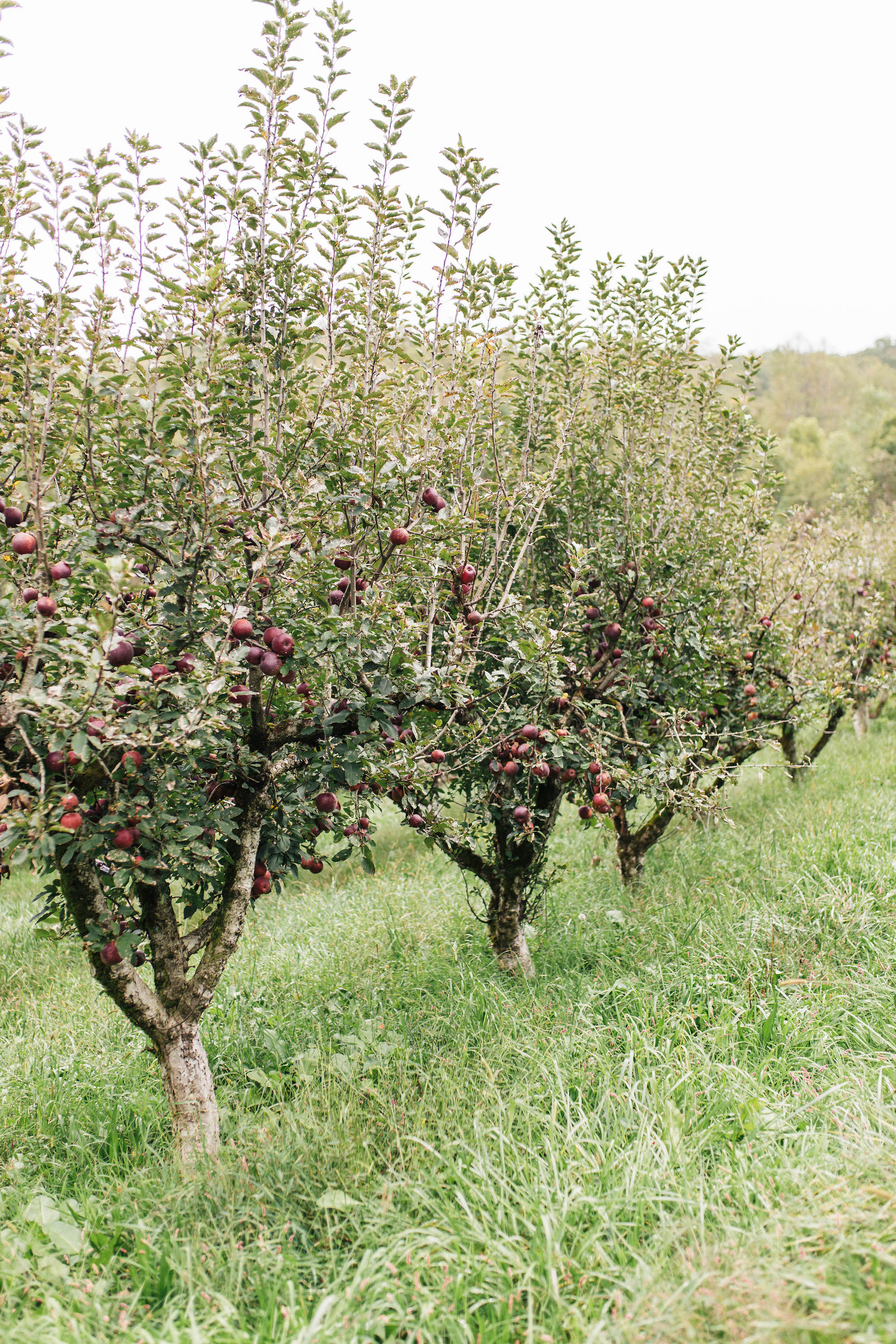 Apple-Picking-In-Georgia-5